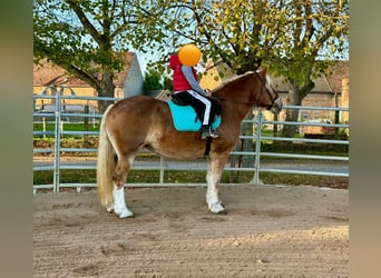 South German Coldblood, Mare, 11 years, 15,2 hh, Chestnut-Red