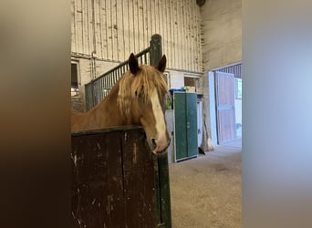 South German Coldblood, Mare, 11 years, 15,3 hh, Chestnut-Red
