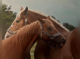 South German Coldblood, Mare, 11 years, 16 hh, Chestnut-Red