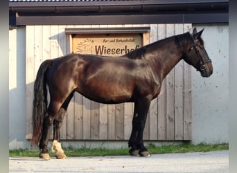 South German Coldblood, Mare, 12 years, 16,1 hh, Smoky-Black