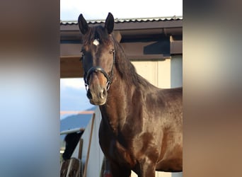 South German Coldblood, Mare, 12 years, 16,1 hh, Smoky-Black