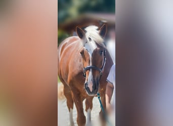 South German Coldblood, Mare, 14 years, 16,1 hh, Chestnut