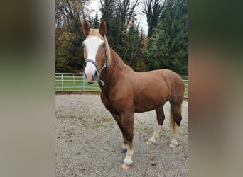 South German Coldblood, Mare, 14 years, 16.2 hh, Chestnut-Red