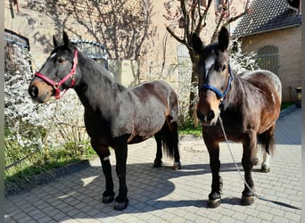 South German Coldblood, Mare, 15 years, 16.1 hh, Brown