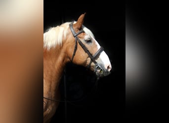 South German Coldblood, Mare, 15 years, 16 hh, Chestnut-Red