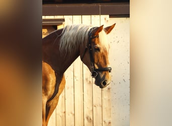 South German Coldblood, Mare, 16 years, 15,1 hh, Chestnut-Red