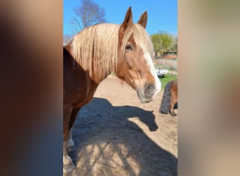 South German Coldblood, Mare, 16 years, 16 hh, Chestnut