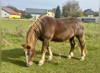South German Coldblood, Mare, 16 years, 17,1 hh, Chestnut-Red