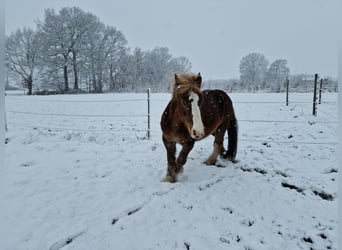 South German Coldblood Mix, Mare, 19 years, 15,1 hh, Chestnut