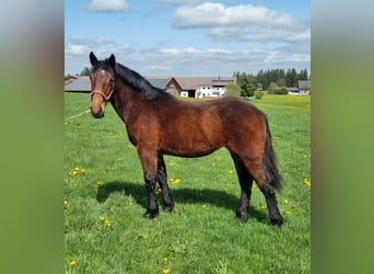 South German Coldblood, Mare, 1 year, 14.2 hh, Brown