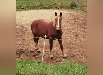 South German Coldblood, Mare, 1 year, 17.1 hh, Chestnut
