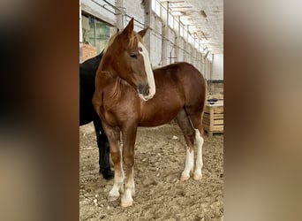South German Coldblood, Mare, 1 year, 17 hh, Chestnut-Red