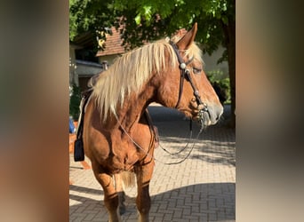South German Coldblood, Mare, 24 years, 15,2 hh, Chestnut-Red