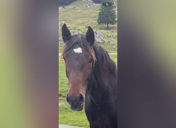 South German Coldblood, Mare, 2 years, Smoky-Black