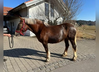 South German Coldblood, Mare, 3 years, 15,2 hh, Chestnut