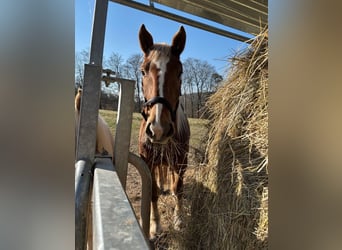 South German Coldblood, Mare, 3 years, 15,1 hh, Brown