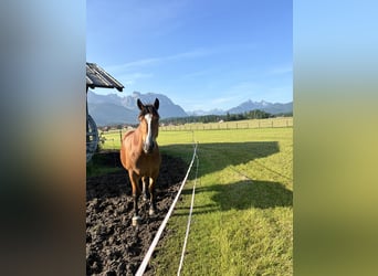 South German Coldblood, Mare, 3 years, 16 hh, Brown