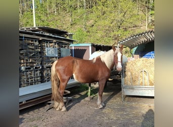 South German Coldblood, Mare, 3 years, 16 hh, Chestnut-Red