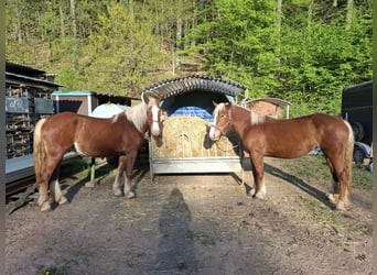 South German Coldblood, Mare, 3 years, 16 hh, Chestnut-Red