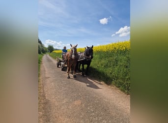 South German Coldblood, Mare, 3 years, 16 hh, Chestnut-Red