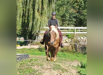 Süddeutsches Kaltblut, Stute, 4 Jahre, 15,2 hh, Dunkelfuchs