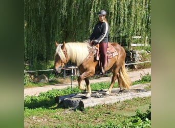 Süddeutsches Kaltblut, Stute, 4 Jahre, 15,2 hh, Dunkelfuchs