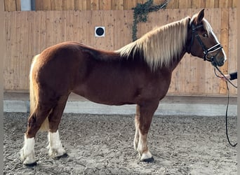 South German Coldblood, Mare, 4 years, 15,2 hh, Chestnut-Red