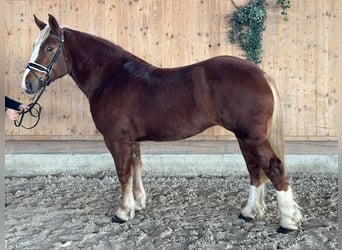 South German Coldblood, Mare, 4 years, 15,2 hh, Chestnut-Red