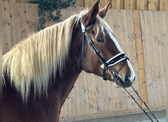 South German Coldblood, Mare, 4 years, 15,2 hh, Chestnut-Red