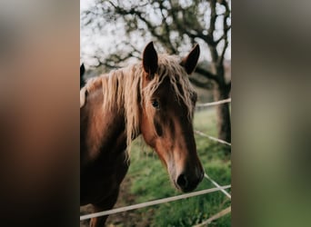 South German Coldblood, Mare, 4 years, 15,2 hh, Chestnut