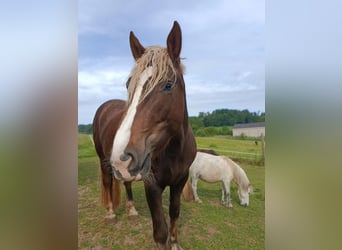 South German Coldblood, Mare, 4 years, 16,2 hh, Chestnut