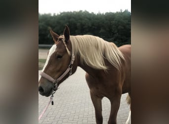 South German Coldblood, Mare, 5 years, 16.1 hh, Chestnut-Red