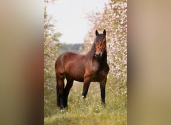 South German Coldblood, Mare, 5 years, 16 hh, Brown