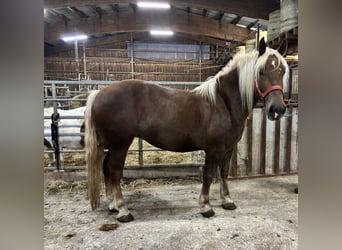 South German Coldblood, Mare, 5 years, 16 hh, Chestnut-Red