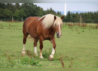 South German Coldblood, Mare, 5 years, 16,1 hh, Chestnut-Red
