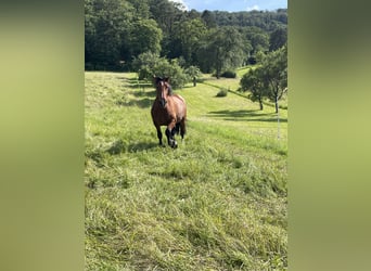 South German Coldblood, Mare, 6 years, 16 hh, Brown-Light