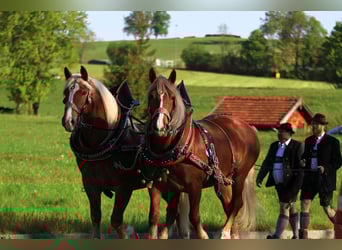 South German Coldblood, Mare, 6 years, 16,1 hh, Chestnut-Red