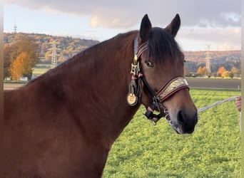 South German Coldblood, Mare, 7 years, 15.2 hh, Brown