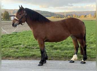 South German Coldblood, Mare, 7 years, 15.2 hh, Brown