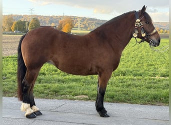 South German Coldblood, Mare, 7 years, 15.2 hh, Brown