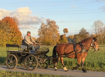 South German Coldblood, Mare, 7 years, 15.2 hh, Brown
