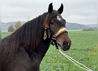 Süddeutsches Kaltblut, Stute, 7 Jahre, 16,2 hh, Schwarzbrauner