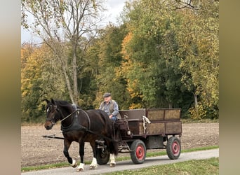 Süddeutsches Kaltblut, Stute, 7 Jahre, 16,2 hh, Schwarzbrauner