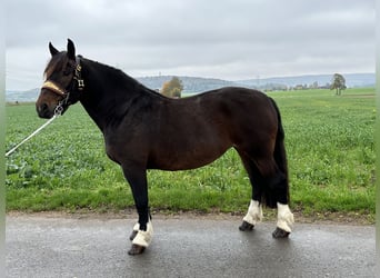 Süddeutsches Kaltblut, Stute, 7 Jahre, 16,2 hh, Schwarzbrauner