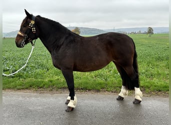 Süddeutsches Kaltblut, Stute, 7 Jahre, 16,2 hh, Schwarzbrauner