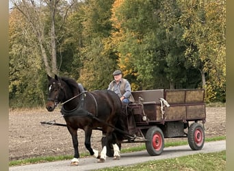 Süddeutsches Kaltblut, Stute, 7 Jahre, 16,2 hh, Schwarzbrauner