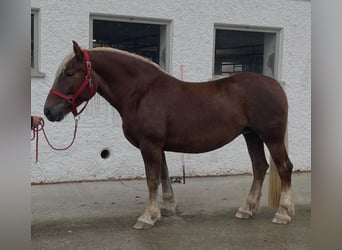 South German Coldblood, Mare, 7 years, 16,1 hh