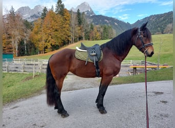 South German Coldblood Mix, Mare, 8 years, 15.2 hh, Brown