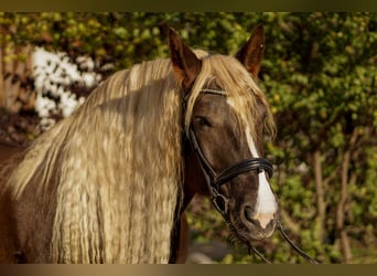 South German Coldblood, Mare, 8 years, 16,3 hh, Chestnut