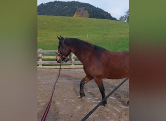 South German Coldblood Mix, Mare, 8 years, 16 hh, Brown